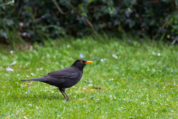 Blackbird in Garden