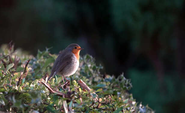Robin in Snow