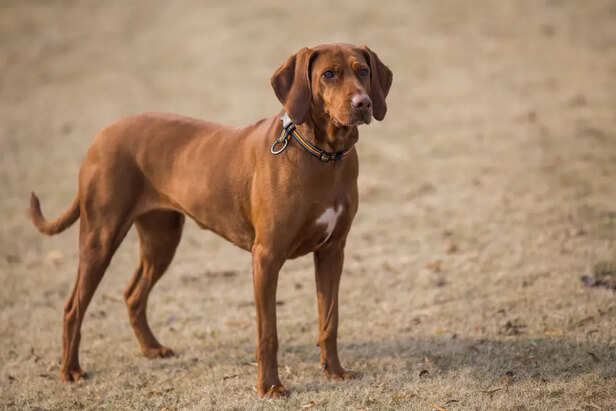 Understanding Indian Dog Breeds