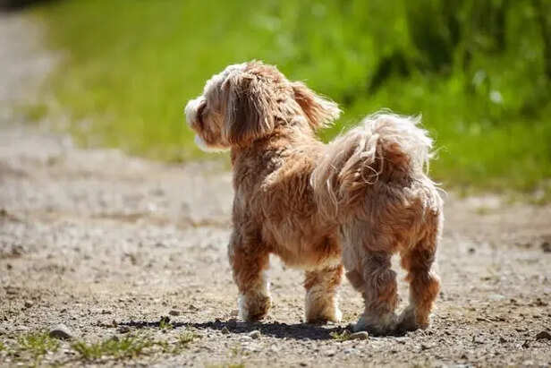 The Biggest Myth About Tail Wags