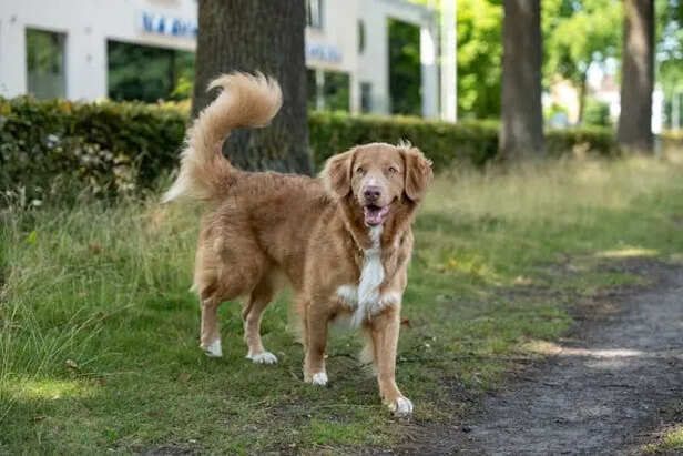 When Tail Wags Mean Nervousness