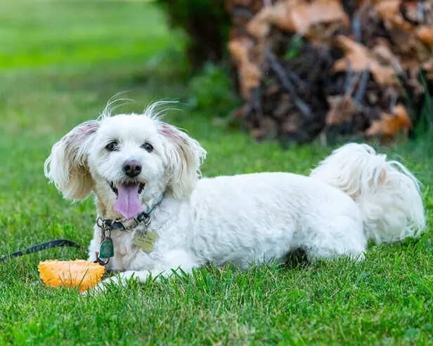 Tail Wags Can Also Mean Alertness