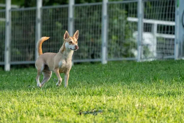 Fast Wagging vs Slow Wagging