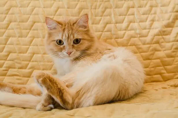 Look Beyond the Tail