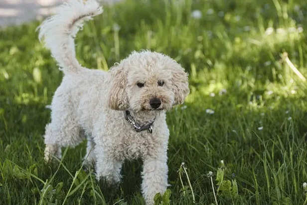 Learning Your Pet’s Signals