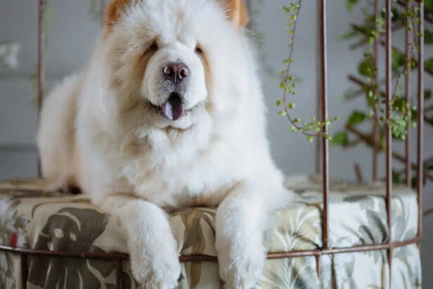 Fluffy Chow Chow Sitting Proudly