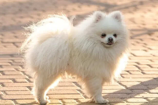 Pomeranian