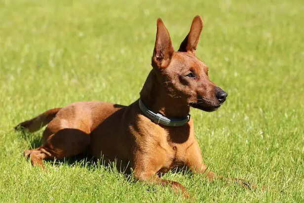 Miniature Pinscher