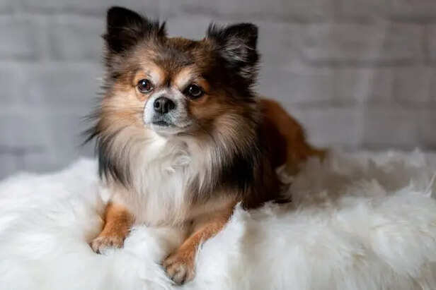 Why Small Dogs Act Big