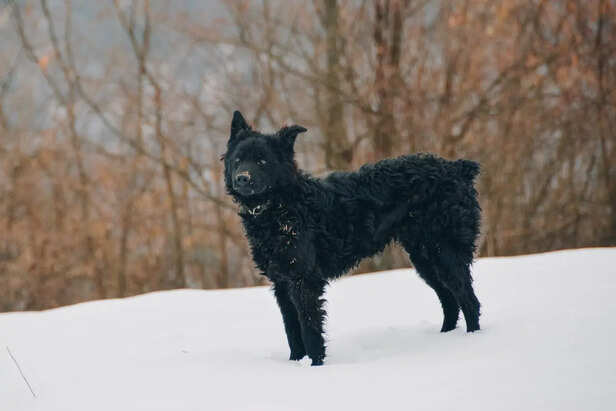Agile Herding Dog