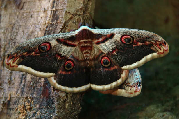 Luna moth resting on tree