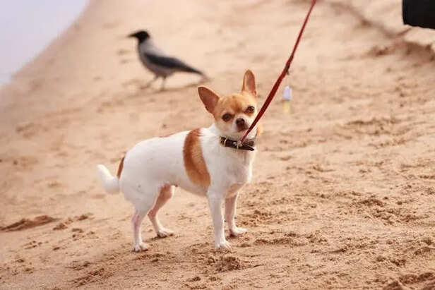 What Are Superfoods for Pets