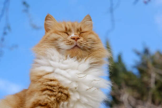 Shiny Healthy Cat Fur