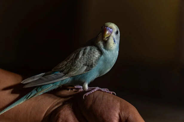 Fluffed Up Bird