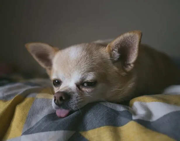Do Pets Really Need Superfoods
