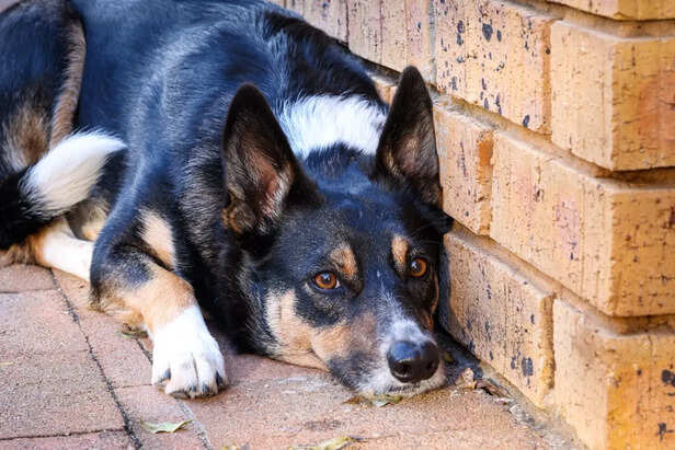 Dog Sitting Quietly in Corner