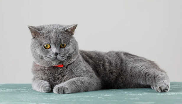 british Shorthair