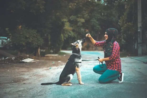 Why Pets Need Clear Patterns
