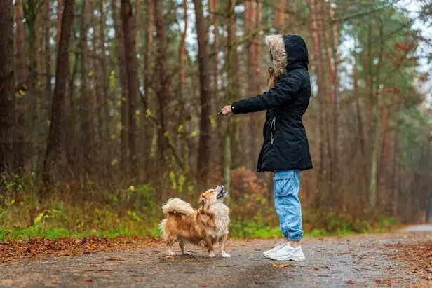 Training Is Not About Showing Off Tricks