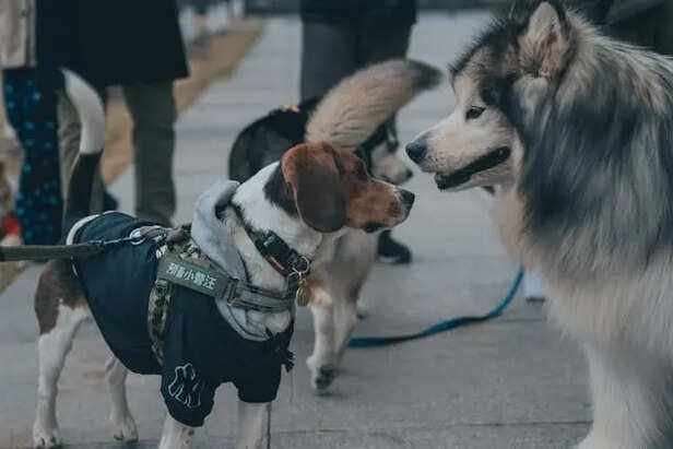 What Causes This Behavior