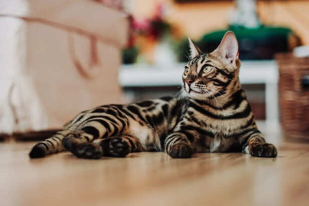 Bengal’s Wild Beauty