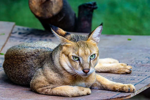 Savannah’s Exotic Elegance