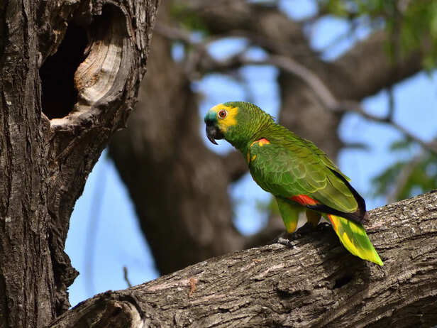 Parrot Looking Nervous Around Human