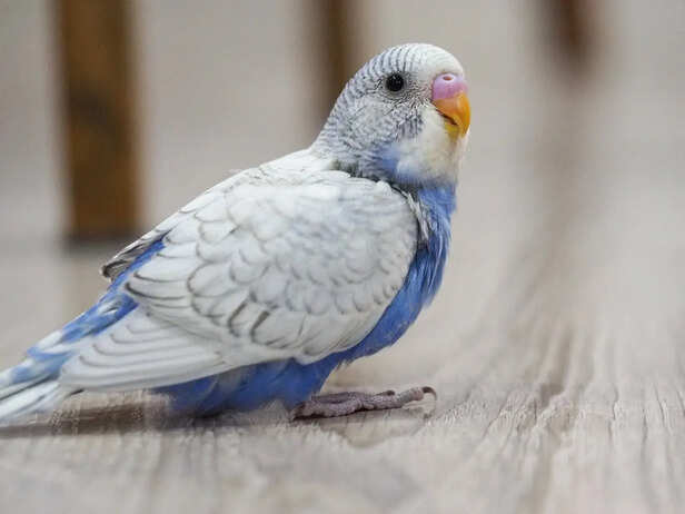 Owner Reacting Emotionally After Bird Bite