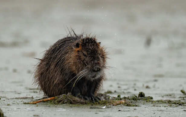 Beaver Showing Large Front Teeth
