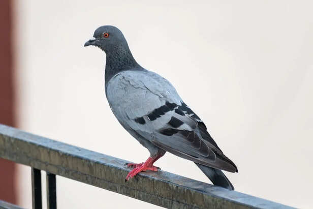 Pigeons sitting comfortably on apartment balcony