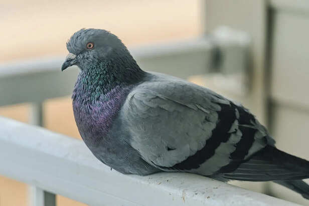Balcony with food crumbs attracting pigeons