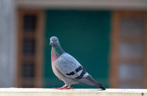 Protective balcony net with anti-bird spikes installed