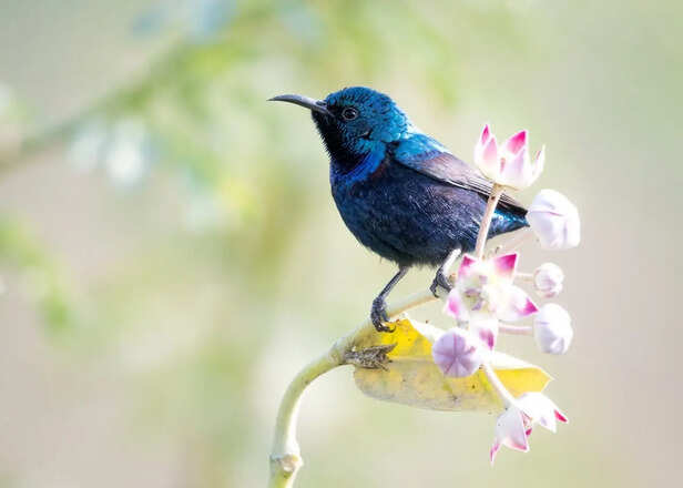 Purple Sunbird Shining In Morning Light