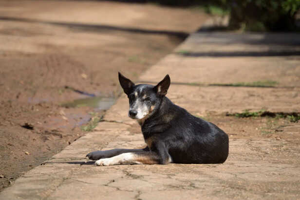 Person Feeding Friendly Street Dogs
