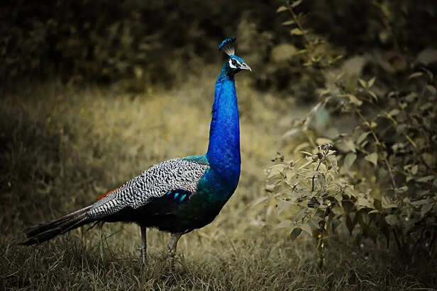 Indian Peacock Displaying Its Tail