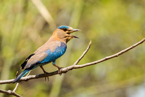 Indian Roller Flying