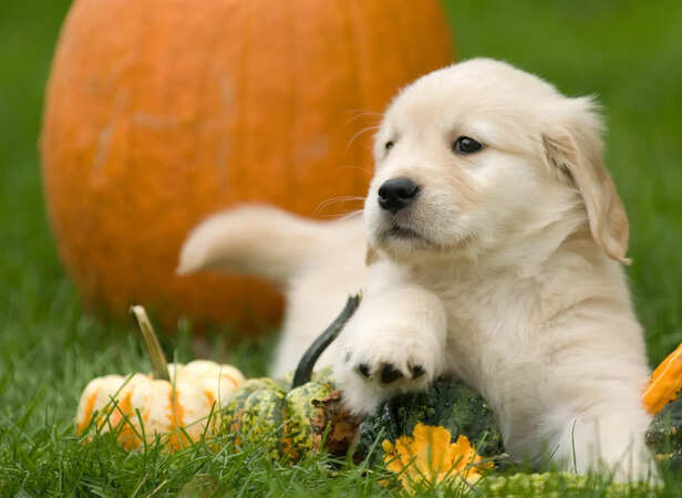Puppy looking confused during training