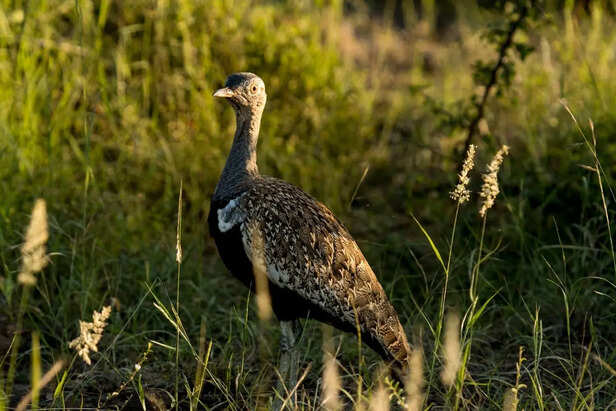 Great Indian Bustard walking through desert grassland
