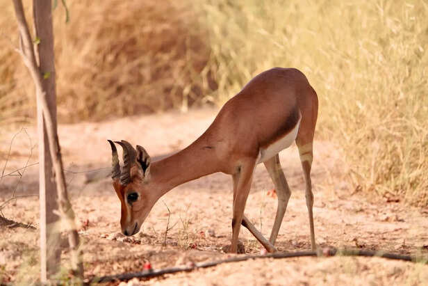 Chinkara standing in Rajasthan scrubland