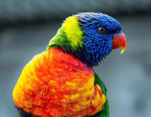 Rainbow Lorikeet on Flower Branch