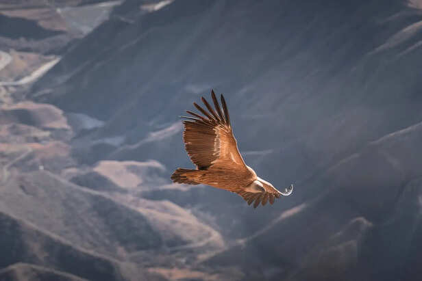 Eagle Flying High Over Mountains