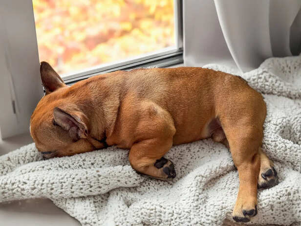 Dog Resting Quietly Beside Window