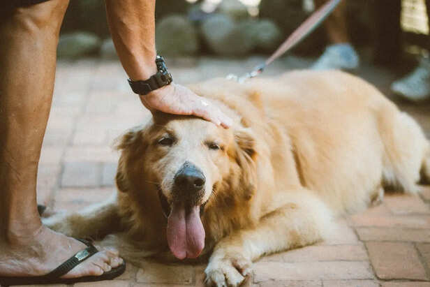 Old Dog Lying Near Owner’s Feet