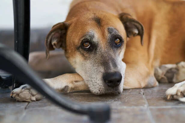 Dog Ignoring Food Bowl