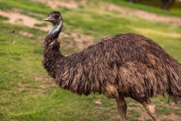Emu Running Across Open Grasslands
