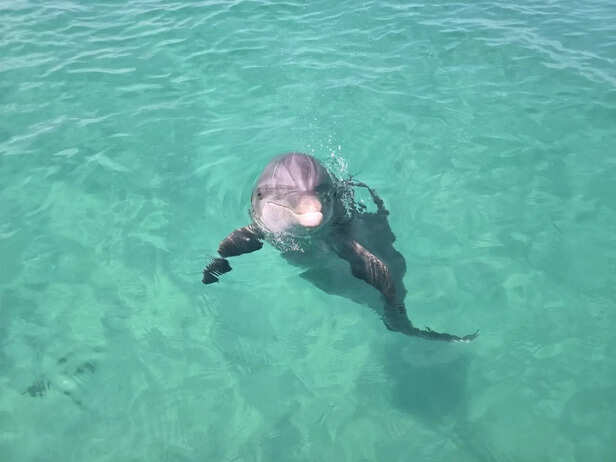 Vaquita swimming in the Gulf waters