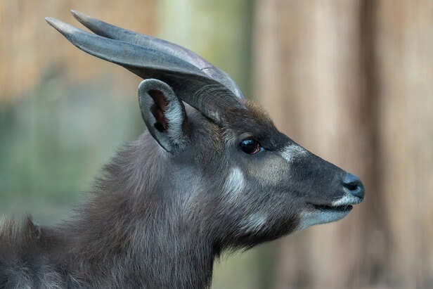 Rare Saola moving through dense forest