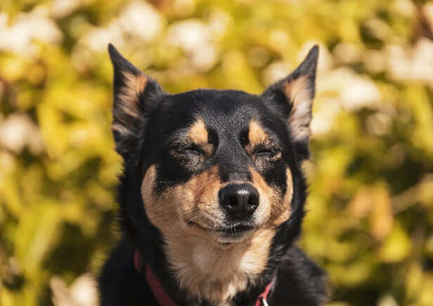 Alert dog resting with eyes partially open