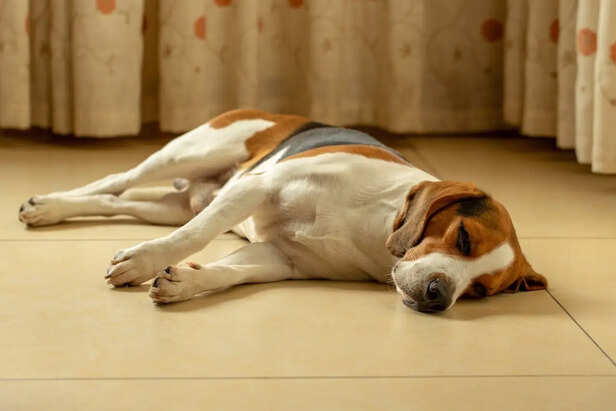 Family dog sleeping near doorway at night