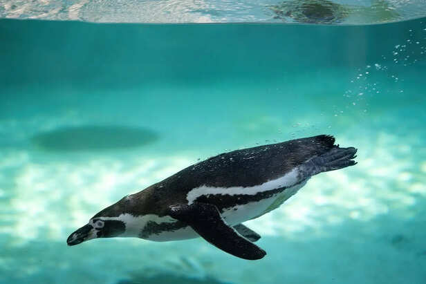 Penguin diving underwater in icy sea